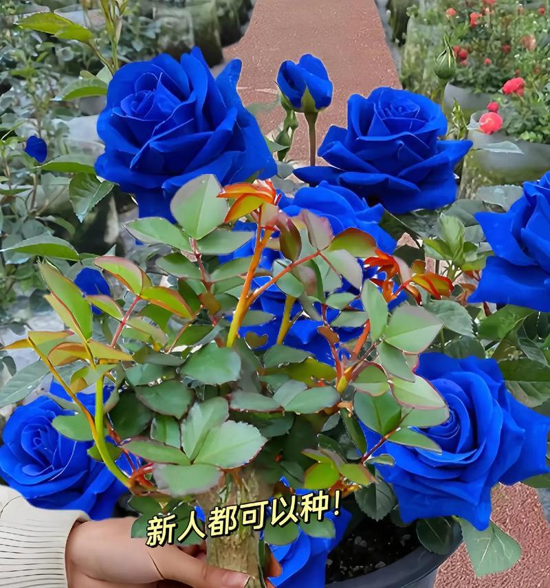 蓝色玫瑰花17支代表什么含义？