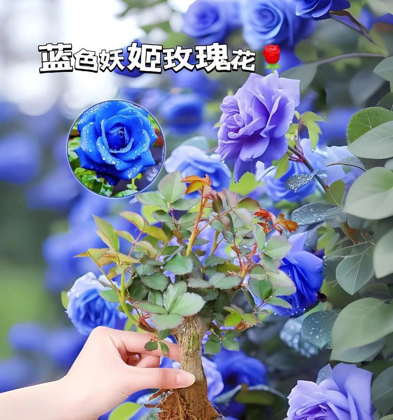 蓝色玫瑰花17支代表什么含义？