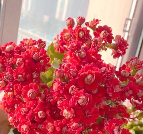 哪些花象征吉祥和喜庆？吉祥和喜庆的花有哪些？