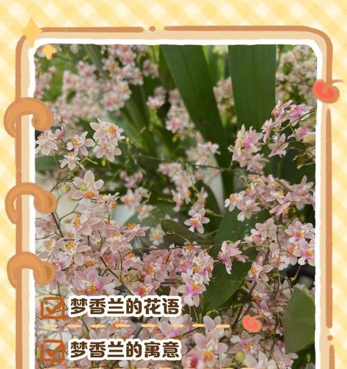 平安幸运花有哪些？它们的花语是什么？