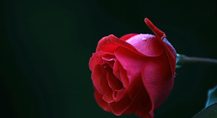 如意玫瑰花的寓意是什么？如意玫瑰花的花语有哪些？