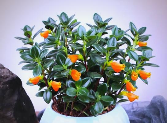 春节门口摆放什么花有吉祥寓意？