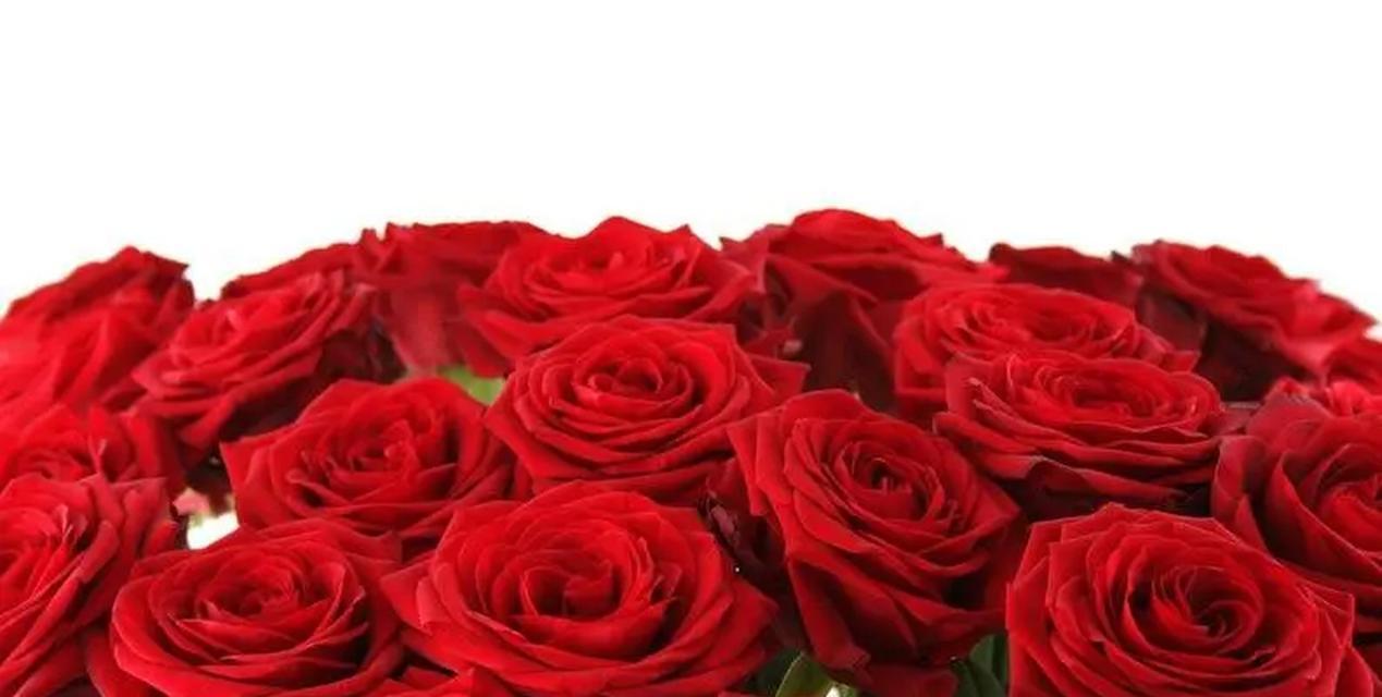 19朵红色玫瑰代表什么？它们的花语是什么？