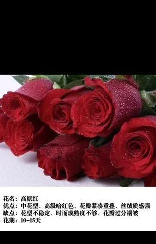 19朵红色玫瑰代表什么？它们的花语是什么？