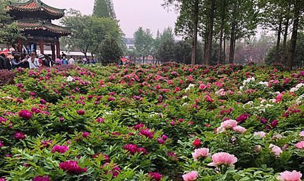 什么花寓意经济繁荣昌盛？