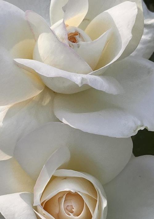 白色玫瑰花有哪些不好的寓意？送白色玫瑰花代表什么？