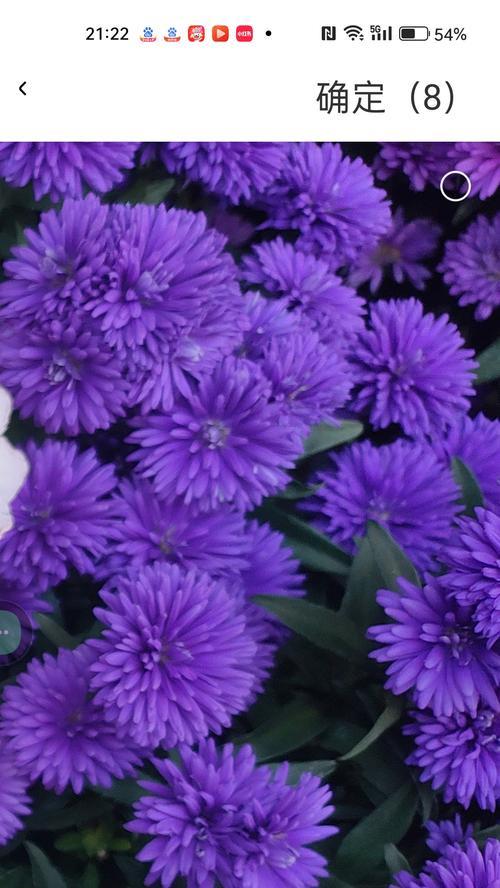 蓝色月季花的花语和寓意是什么？如何选择？