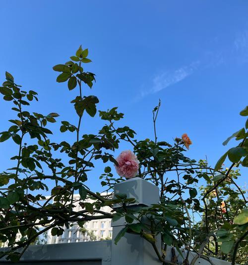 蓝色月季花的花语和寓意是什么？如何选择？
