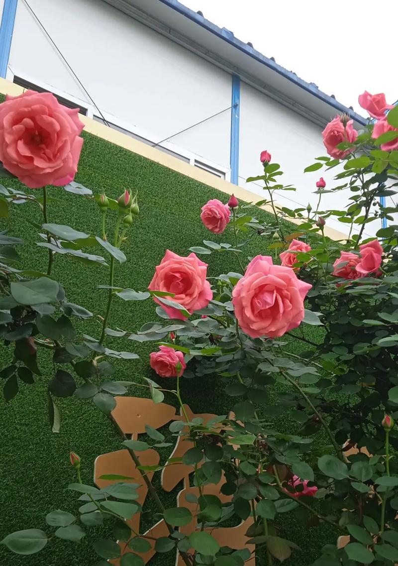 剪花团的文化意义网名是什么？
