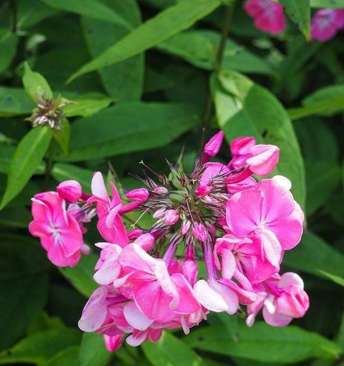 粉色菠萝的花语有哪些？如何解读粉色菠萝的花语大全？