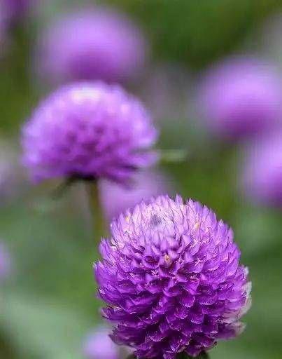 紫色永生花象征什么？永生花的花语有哪些？