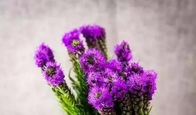 紫色永生花象征什么？永生花的花语有哪些？