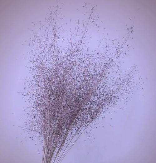 紫色永生花象征什么？永生花的花语有哪些？