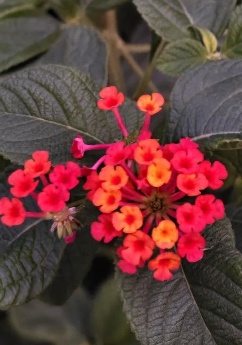 五色梅的花语是什么？这种花的含义有哪些？
