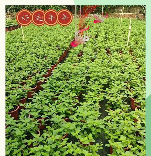 五色梅的花语是什么？这种花的含义有哪些？