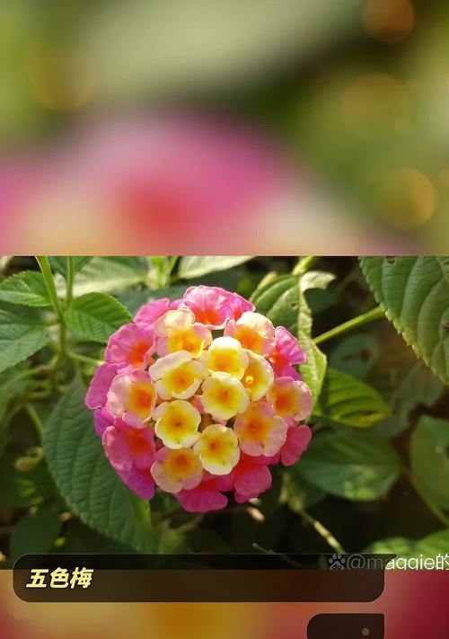 五色梅的花语是什么？这种花的含义有哪些？