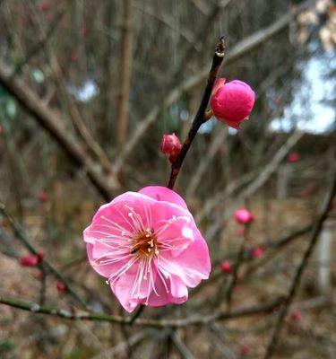 曾卓白色花象征什么？白色花在曾卓作品中的意义是什么？