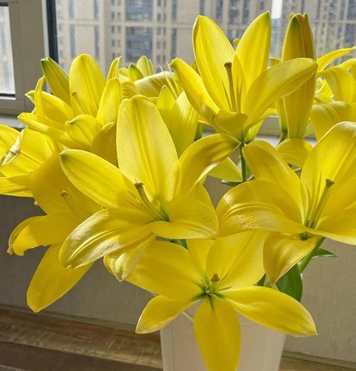 黄色波浪边百合花的寓意是什么？