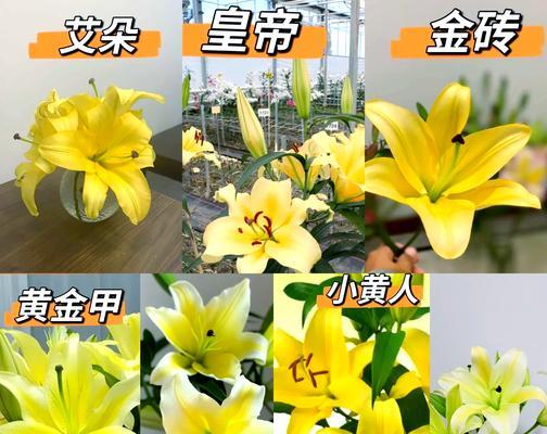 黄色波浪边百合花的寓意是什么？