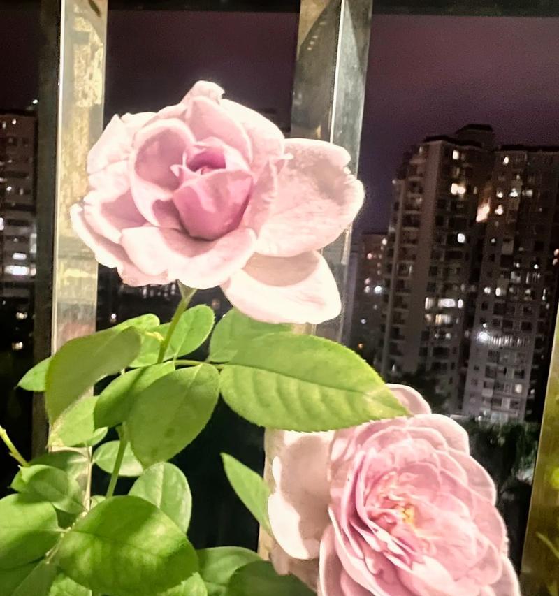 蓝色风暴玫瑰花象征什么？蓝色风暴玫瑰的花语是什么？