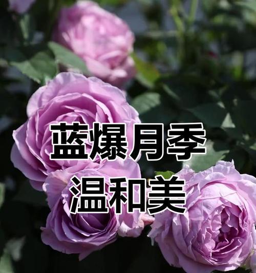 蓝色风暴玫瑰花象征什么？蓝色风暴玫瑰的花语是什么？
