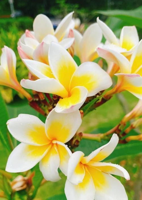 哪些节日与花有关？花的寓意有哪些？