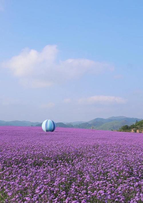 紫色海洋花语是什么？它象征着什么？