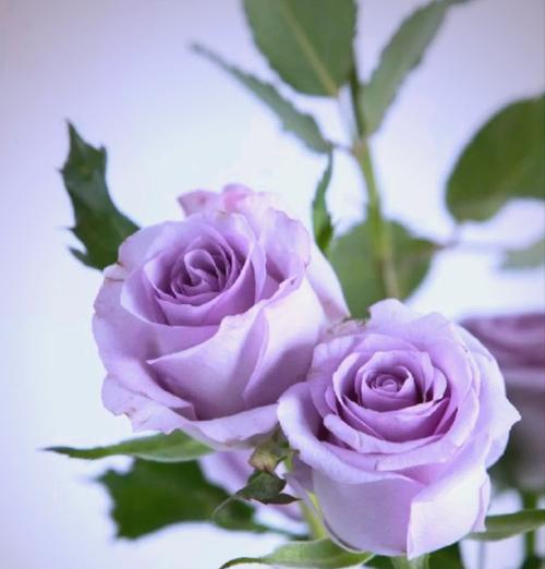 紫色海洋花语是什么？它象征着什么？