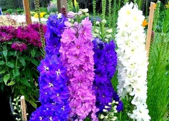 紫色花摆设的寓意是什么？