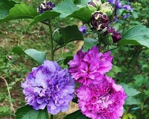 送紫色花的寓意是什么？紫色花的花语有哪些？