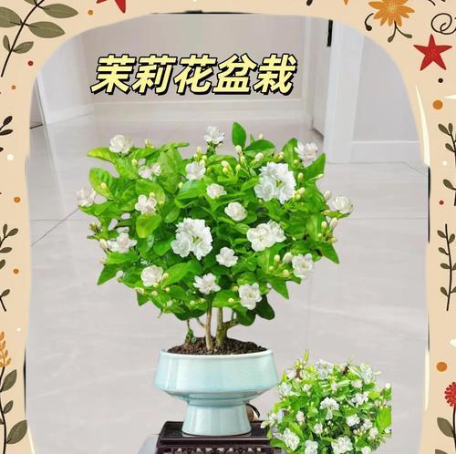 送茉莉花给长辈有何寓意？茉莉花象征着什么？
