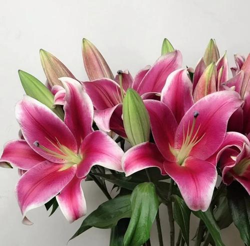 哪种花代表平安长寿？它的花语寓意是什么？