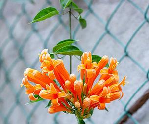 橙色的花有哪些特别寓意？如何选择寓意美好的橙色花？