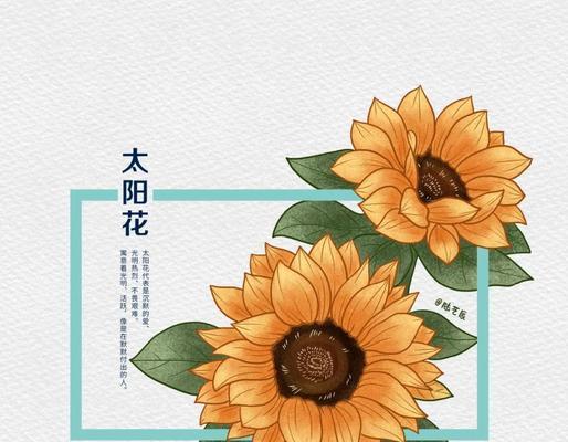多色太阳花的花语是什么？太阳花的寓意有哪些？