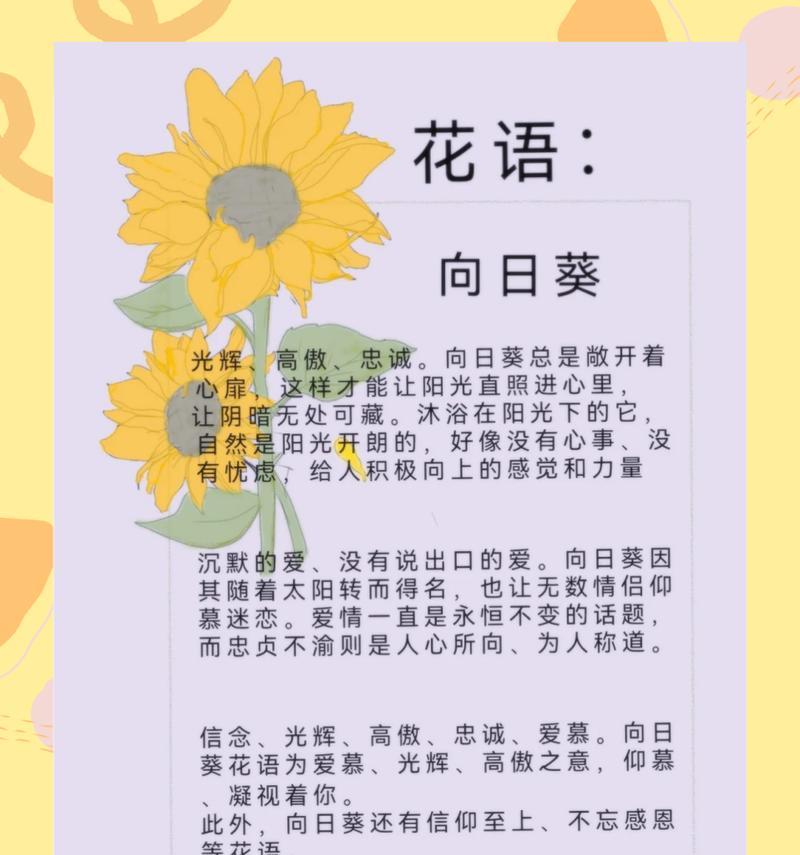 多色太阳花的花语是什么？太阳花的寓意有哪些？