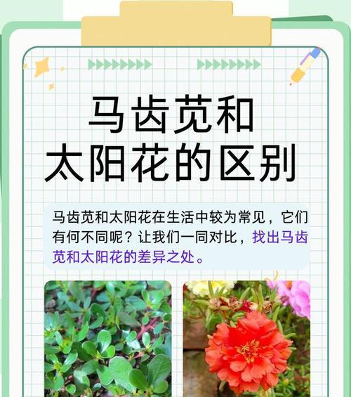 多色太阳花的花语是什么？太阳花的寓意有哪些？