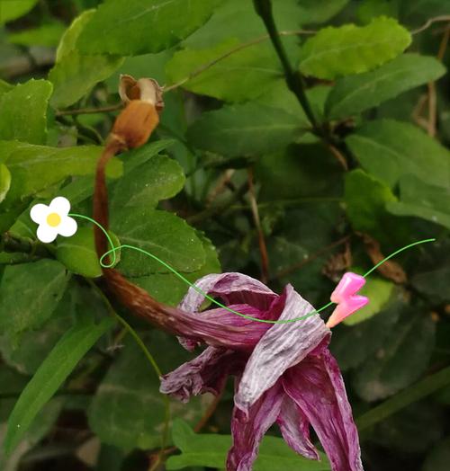 白色风雨花的花语是什么？风雨花的寓意有哪些？