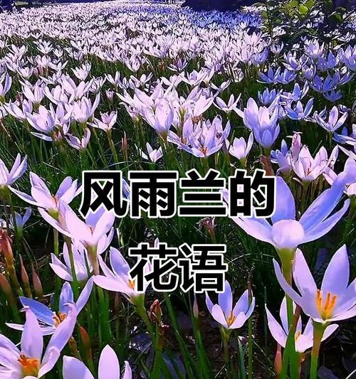 白色风雨花的花语是什么？风雨花的寓意有哪些？