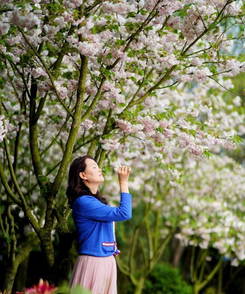 花语人间风车节是什么？风车节中花语的特别含义是什么？