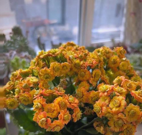 哪些花象征长寿和真诚？如何挑选寓意长寿的花卉？