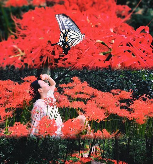 彼岸花如何象征浪漫？有哪些浪漫的彼岸花句子？