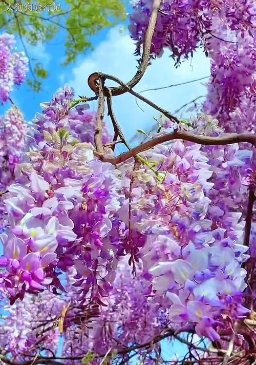 紫色的花通常代表什么？