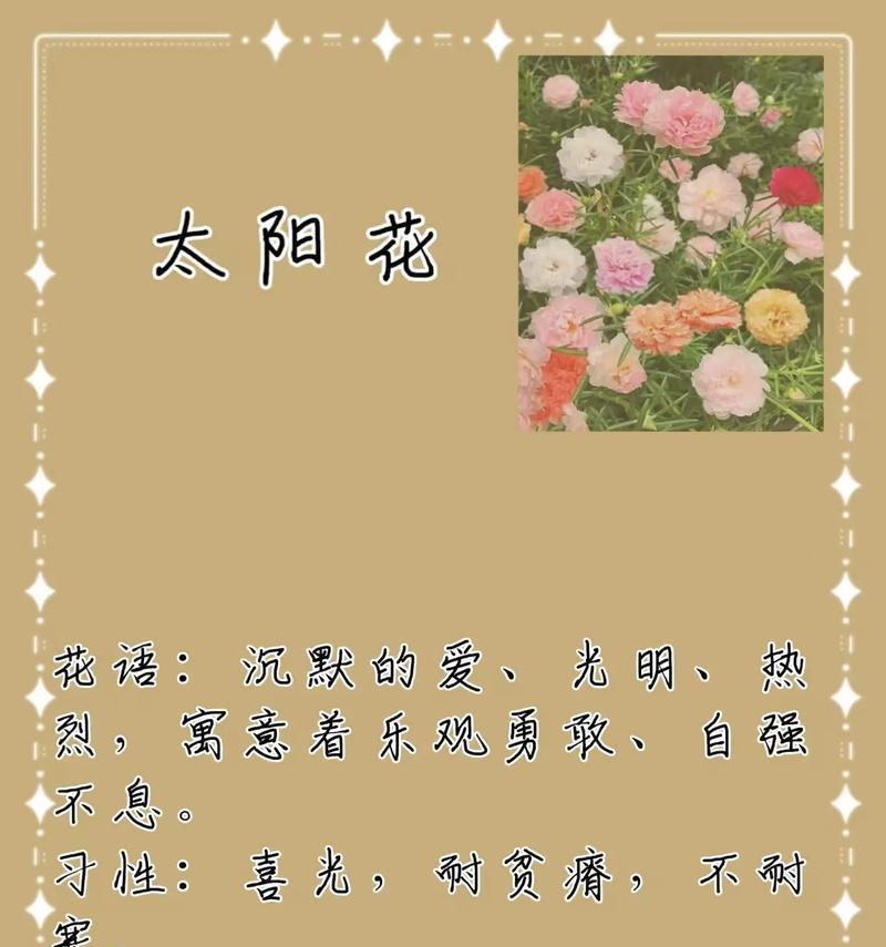 太阳花代表爱情吗？太阳花寓意爱情的句子有哪些？
