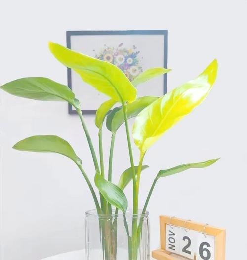 7种象征兴旺的花有哪些？如何在家中摆放？