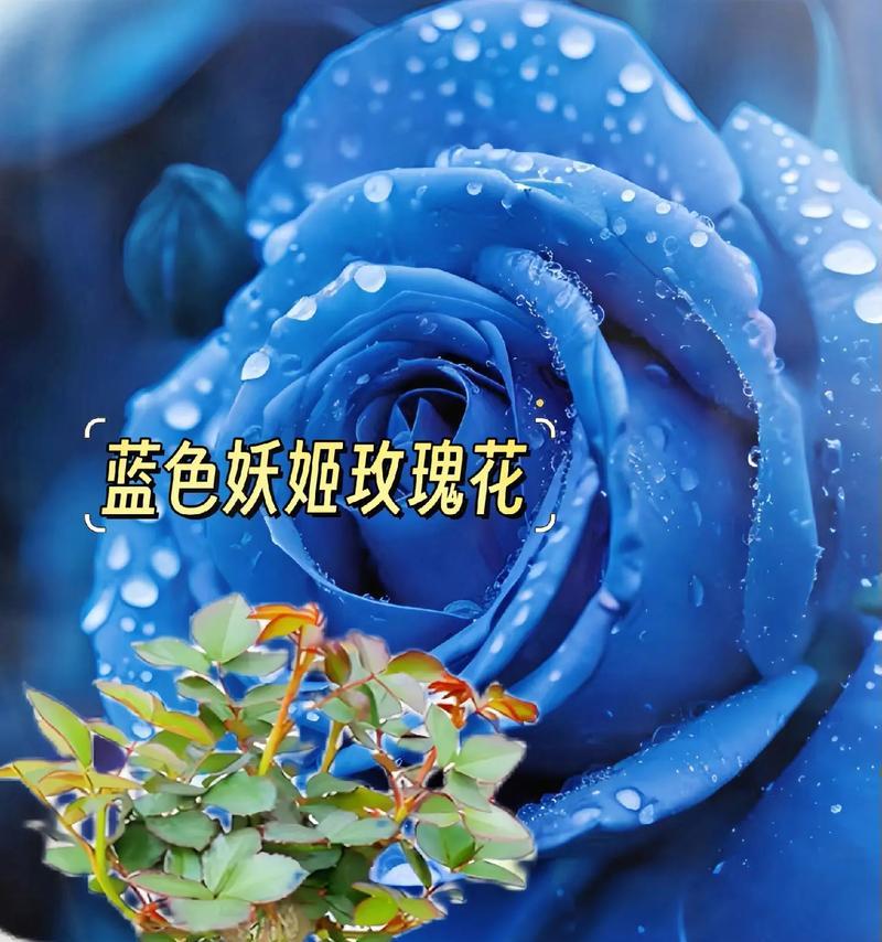蓝色花代表什么寓意？送蓝色花有哪些特别含义？