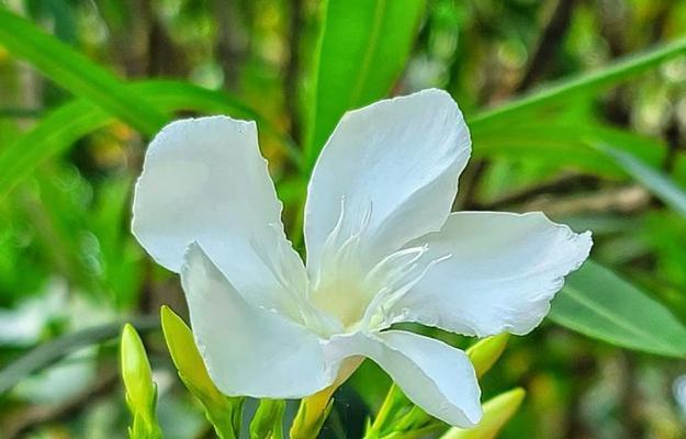白色蓝花的寓意是什么？白色蓝花代表什么？