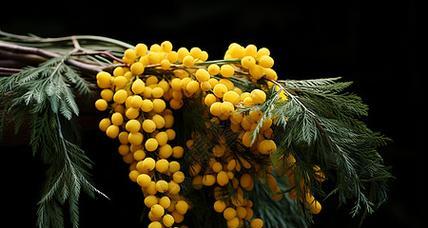黄色浆果花有何寓意？它的花语是什么？