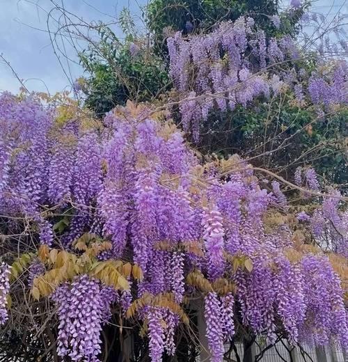寓意代表思念的花紫色有哪些？紫色花卉如何表达思念之情？