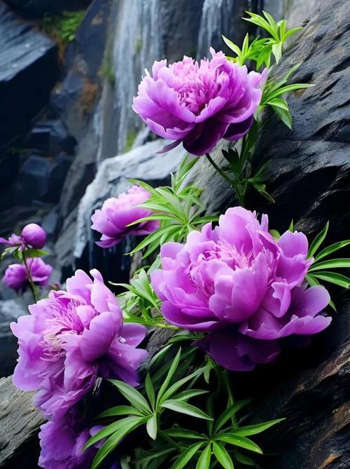 寓意代表思念的花紫色有哪些？紫色花卉如何表达思念之情？