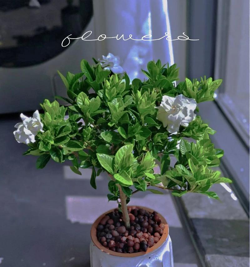 母亲节送栀子花有何深意？栀子花的寓意是什么？